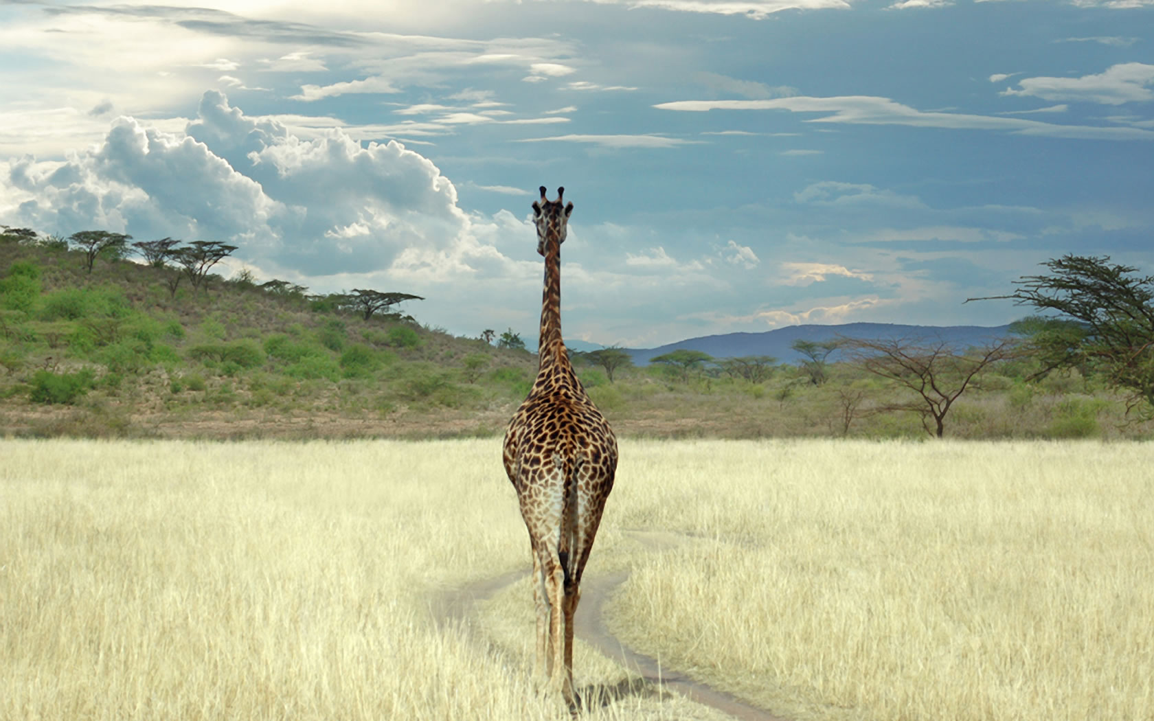 Wallpapers Animals Giraffes Girafes