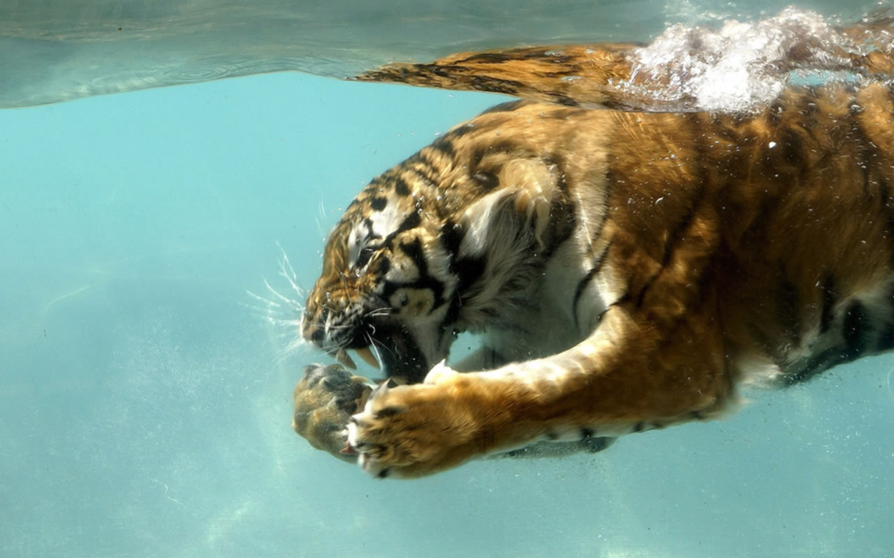 Wallpapers Animals Felines - Tigers Tigres