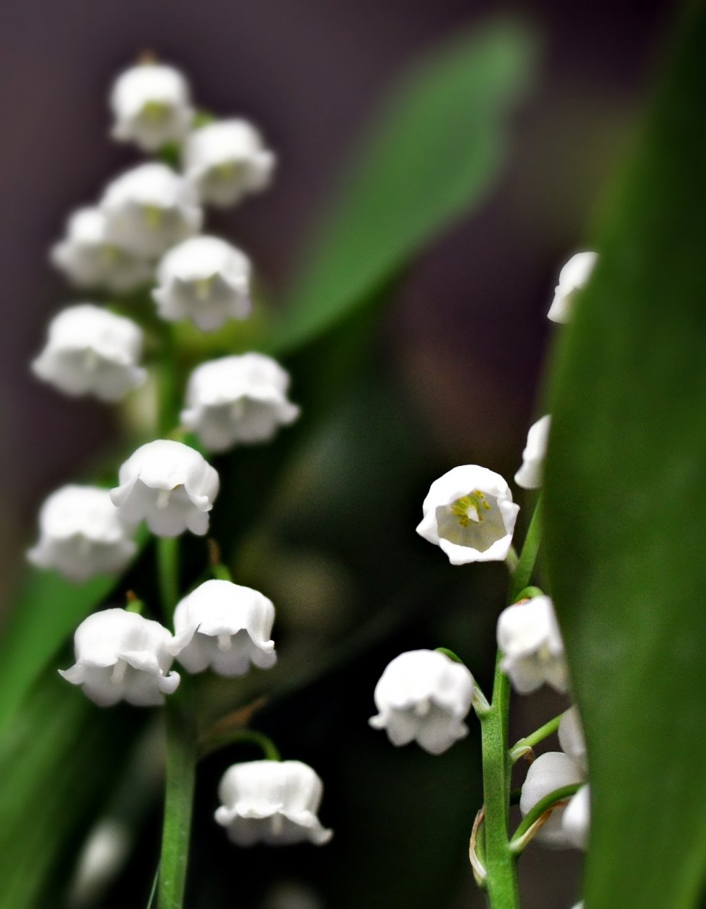 Wallpapers Nature Flowers le muguet