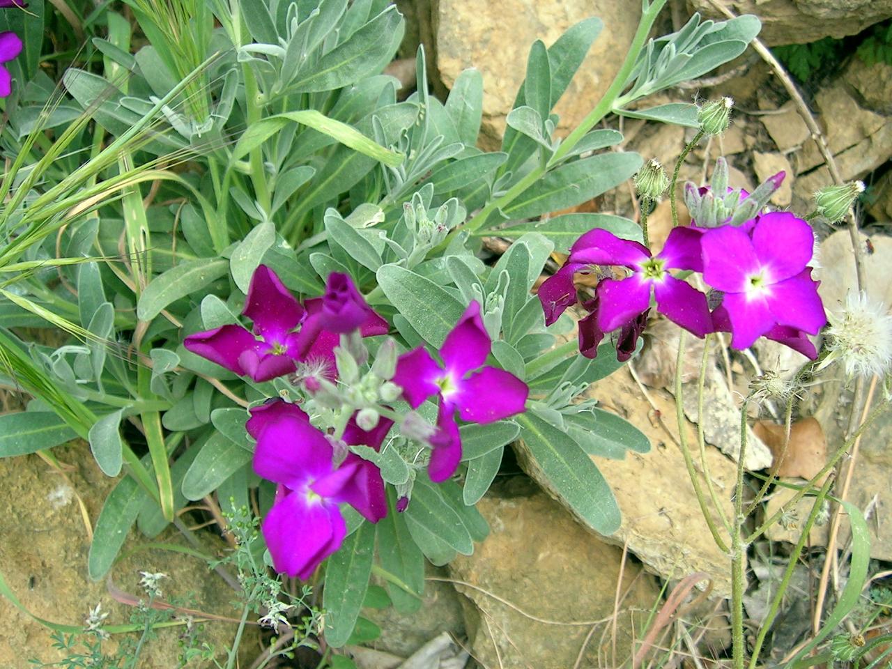 Fonds d'cran Nature Fleurs 