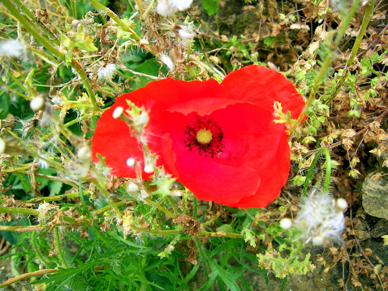 Fonds d'cran Nature Fleurs 