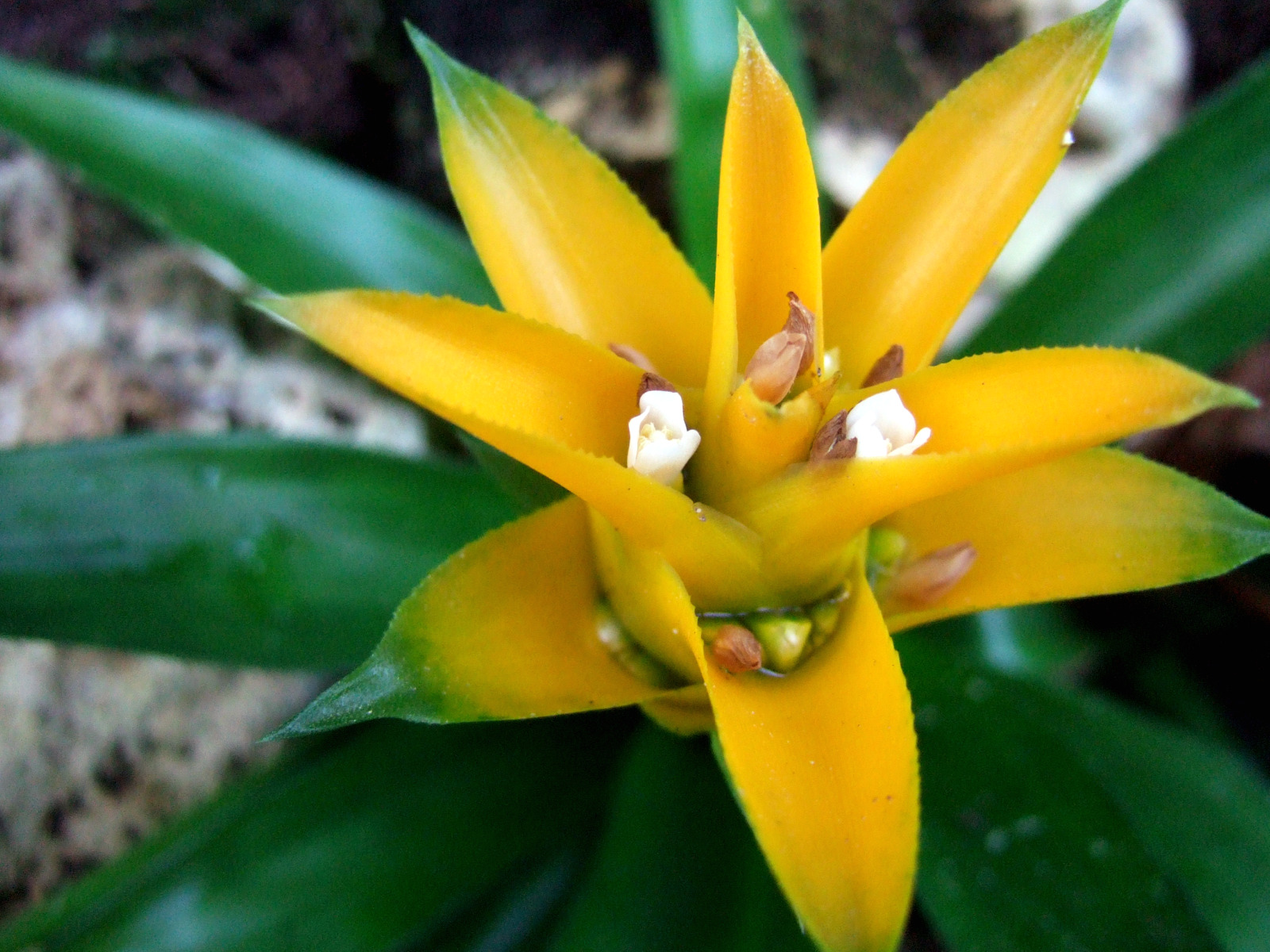 Fonds d'cran Nature Fleurs 