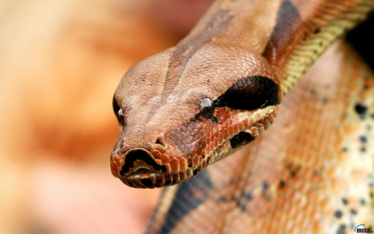 Fonds d'cran Animaux Serpents Le snake