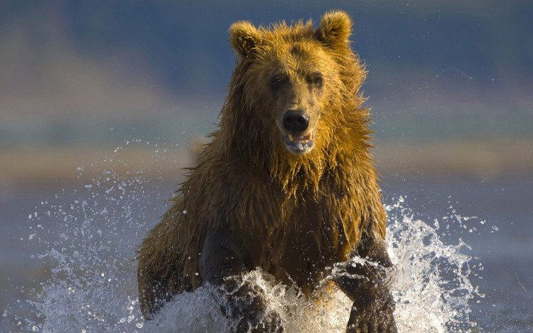 Wallpapers Animals Bears Ours