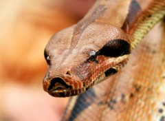 Fonds d'cran Animaux Le snake