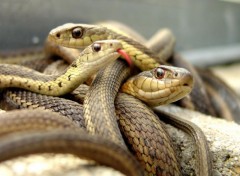 Wallpapers Animals Le snake 2