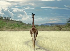 Wallpapers Animals Girafes