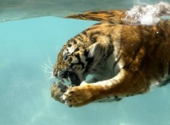 Wallpapers Animals Tigres