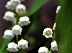 Fonds d'cran Nature le muguet