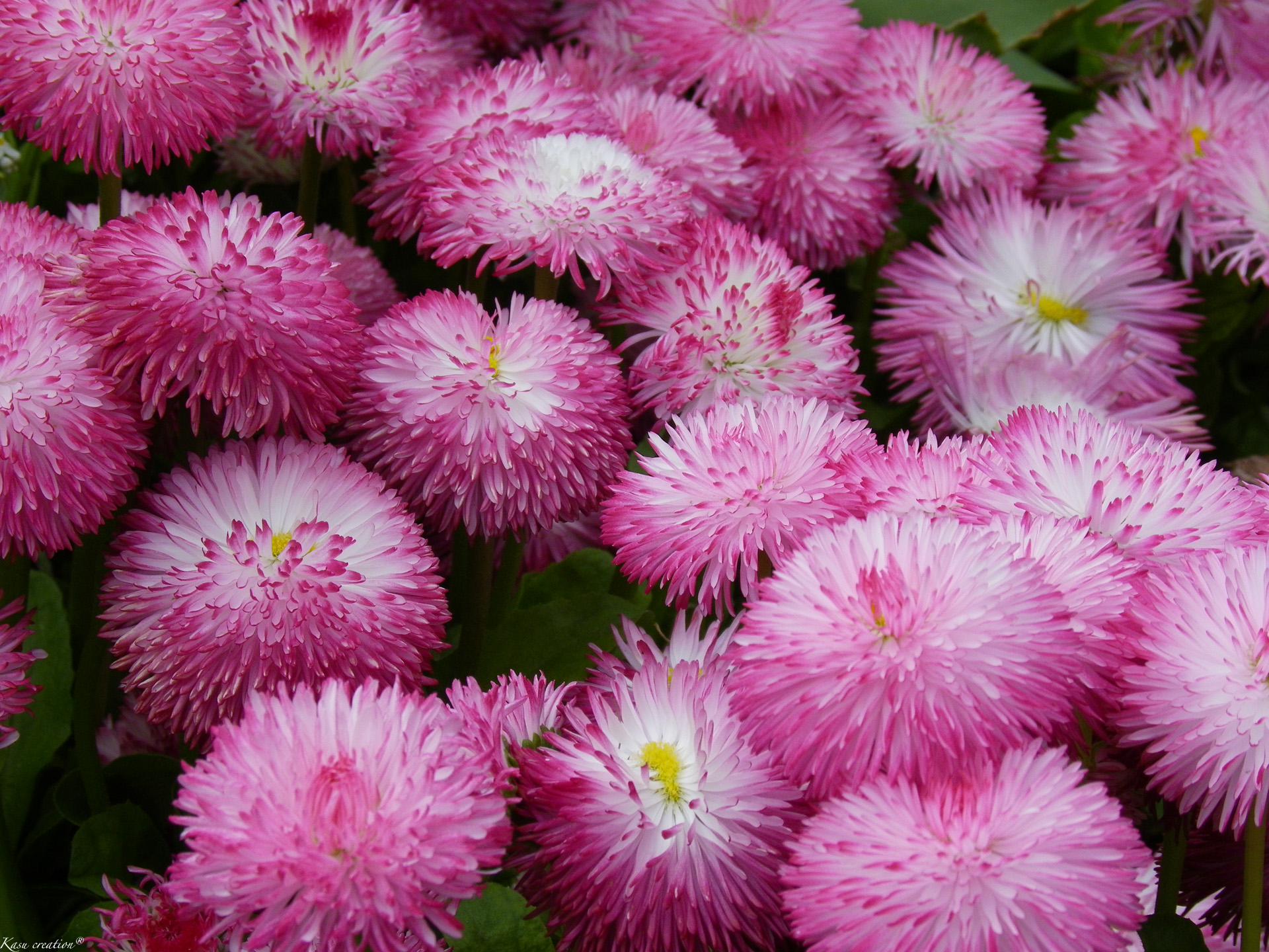 Fonds d'cran Nature Fleurs 