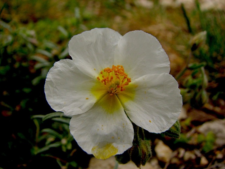 Fonds d'cran Nature Fleurs Hlianthme