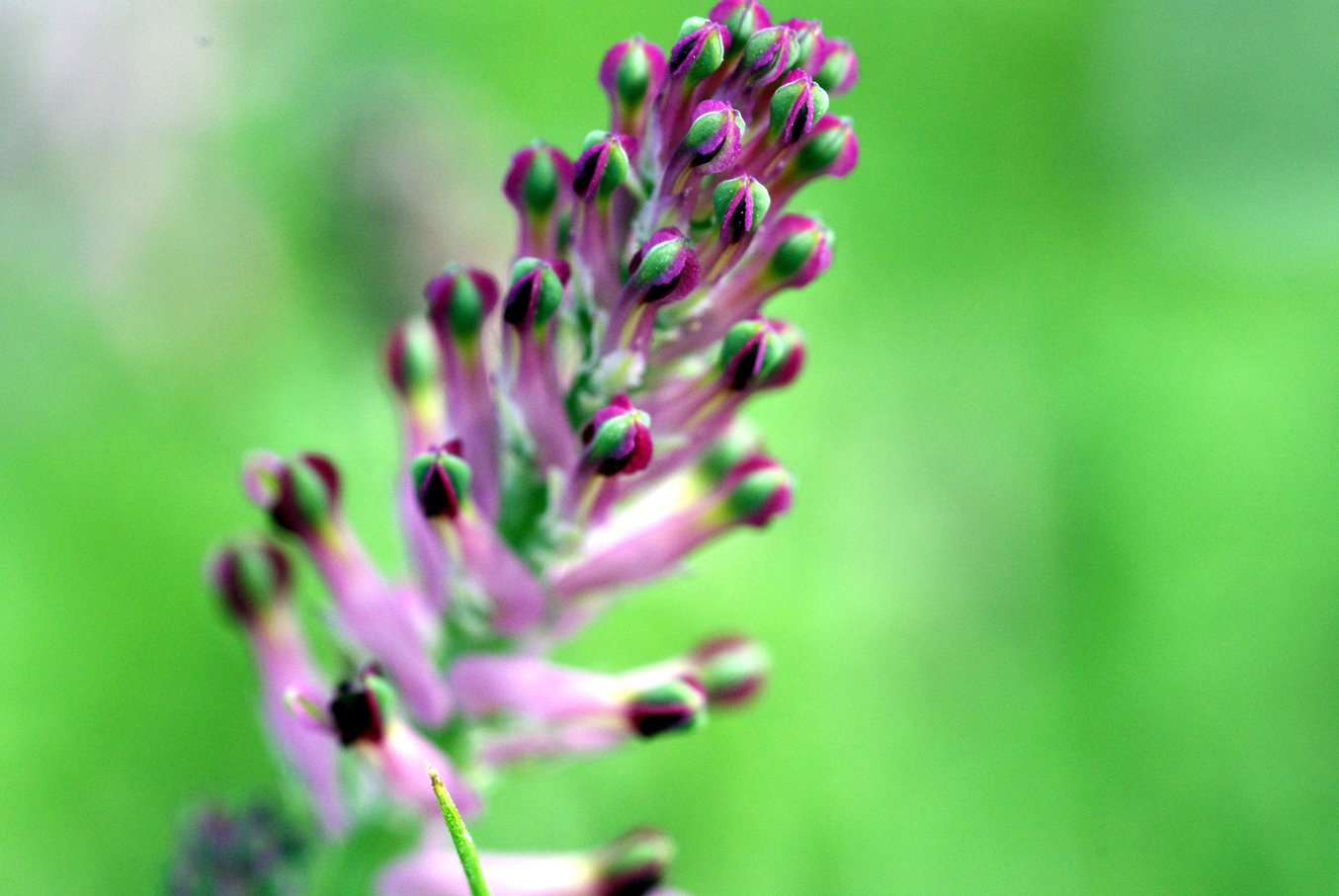 Wallpapers Nature Flowers Fleur de luserne