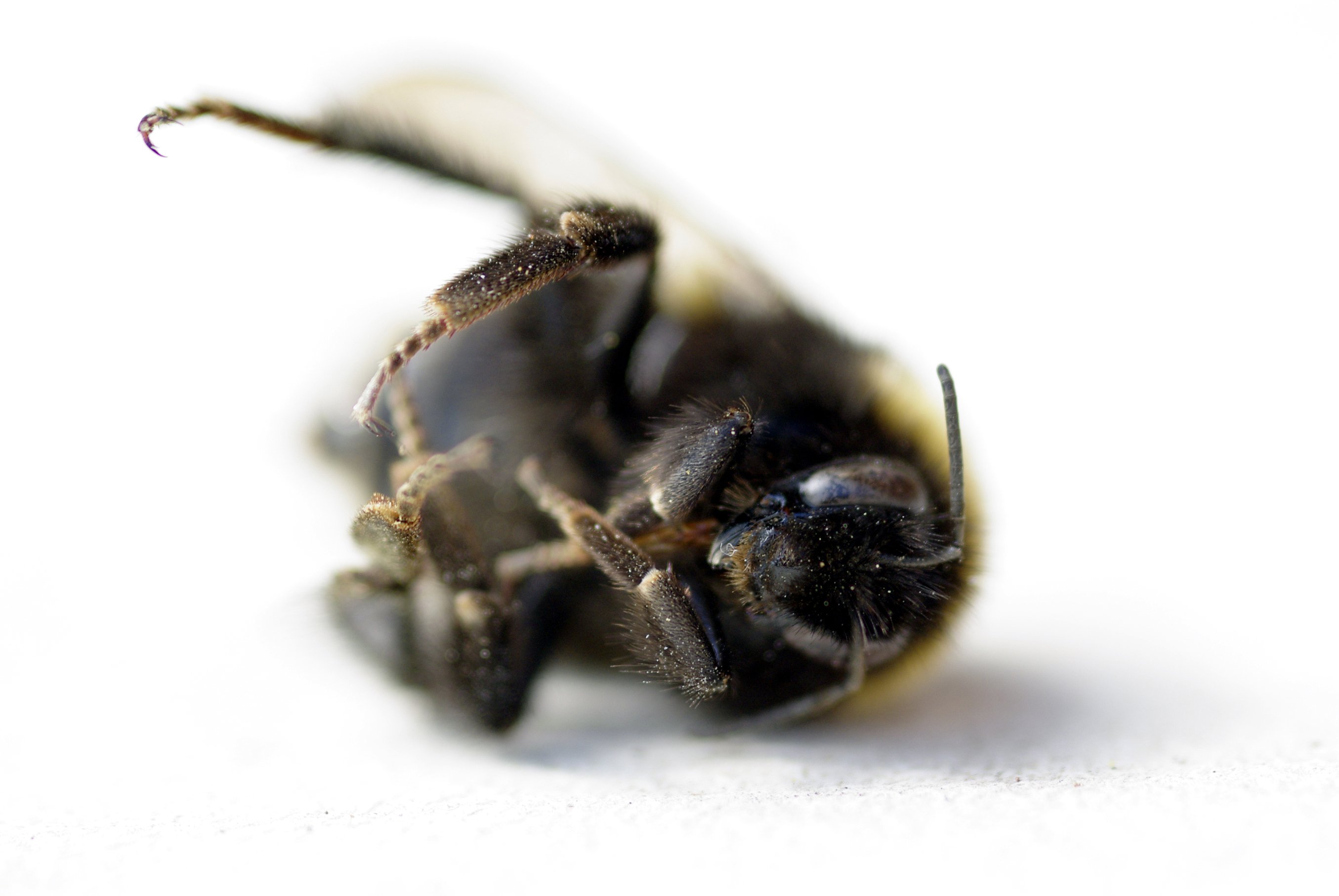 Fonds d'cran Animaux Insectes - Abeilles Gupes ... Bourdon