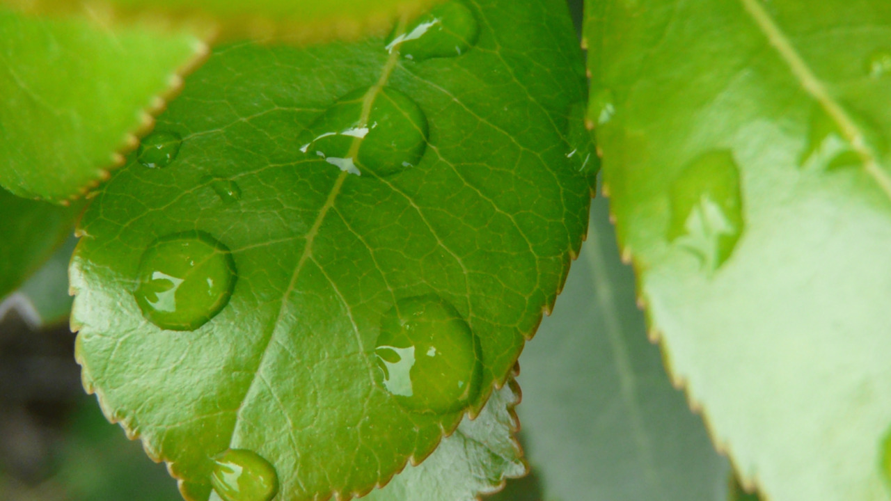 Fonds d'cran Nature Feuilles - Feuillages Petite goutte d'eau sur petite feuille