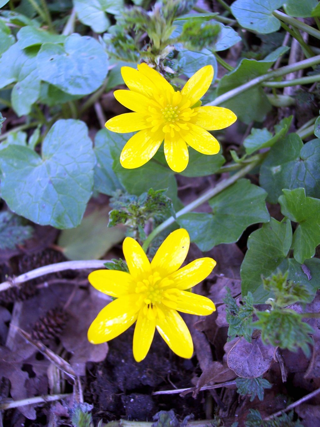 Wallpapers Nature Flowers Jaune 