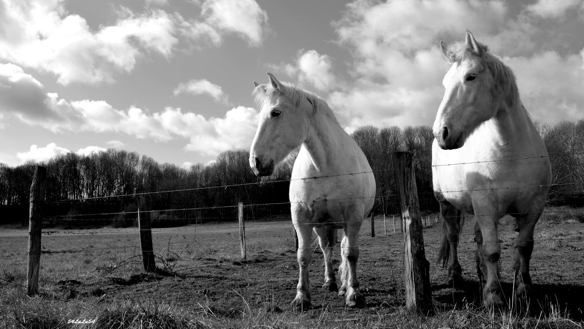 Fonds d'cran Animaux Chevaux 1 cheval, des chevaux ... ^^