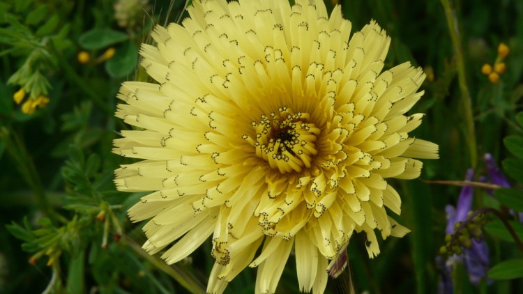 Fonds d'cran Nature Fleurs Une fleur