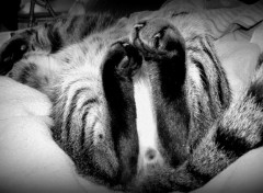 Wallpapers Animals Boudy dans sa position favorite