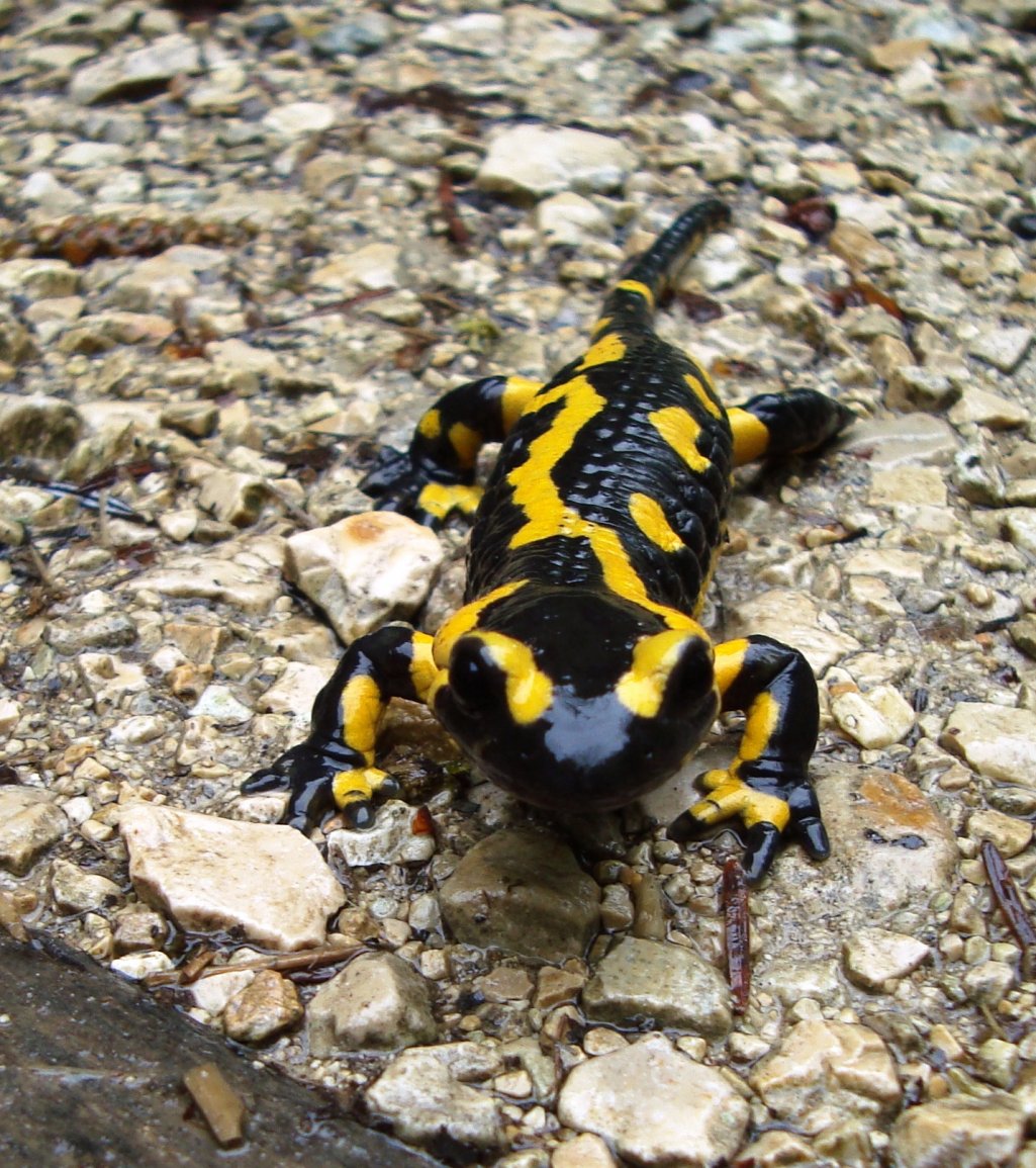 Fonds d'cran Animaux Salamandres salamandre