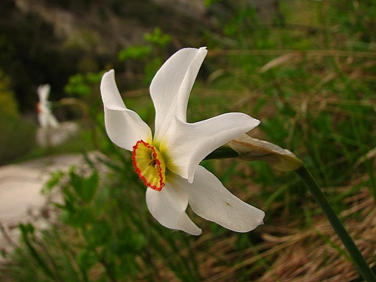 Wallpapers Nature Flowers Narcisse