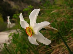 Fonds d'cran Nature Narcisse