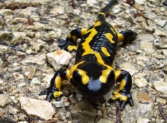 Wallpapers Animals salamandre