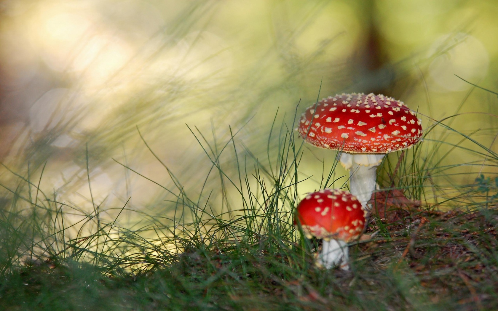 Fonds d'cran Nature Champignons 