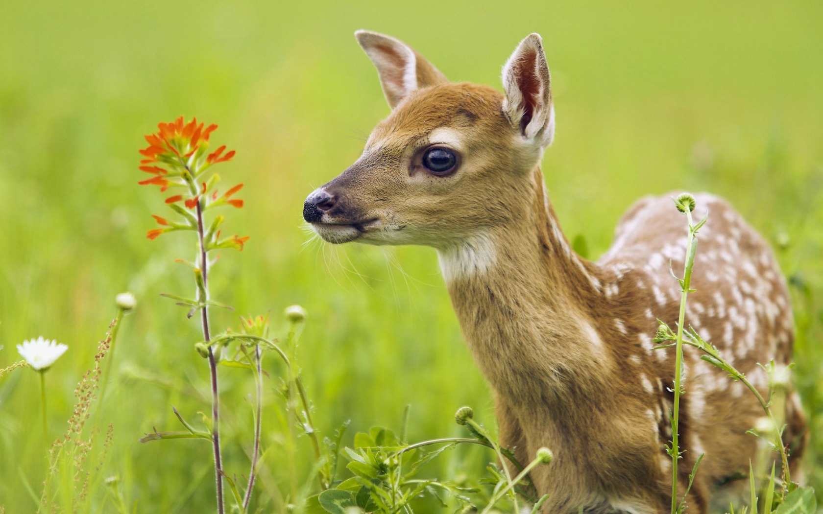 Wallpapers Animals Cervids Cerfs