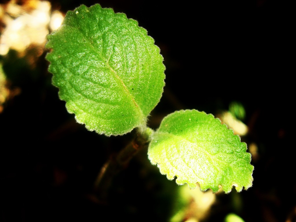 Wallpapers Nature Leaves - Foliage 