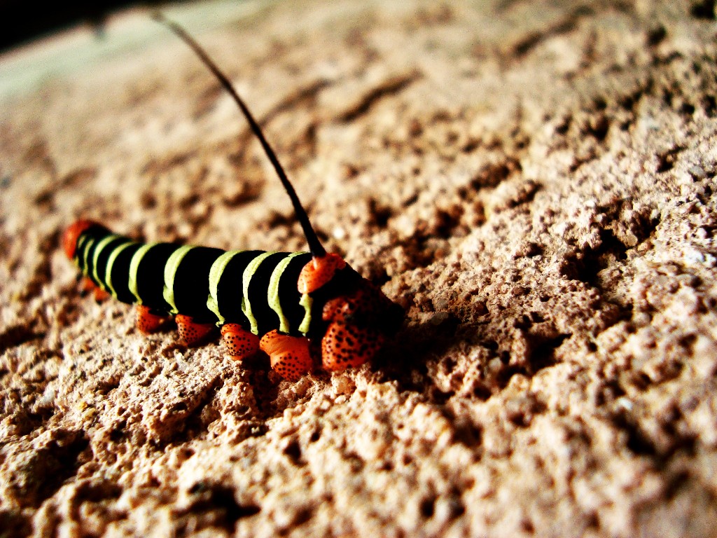 Wallpapers Animals Insects - Caterpillars 