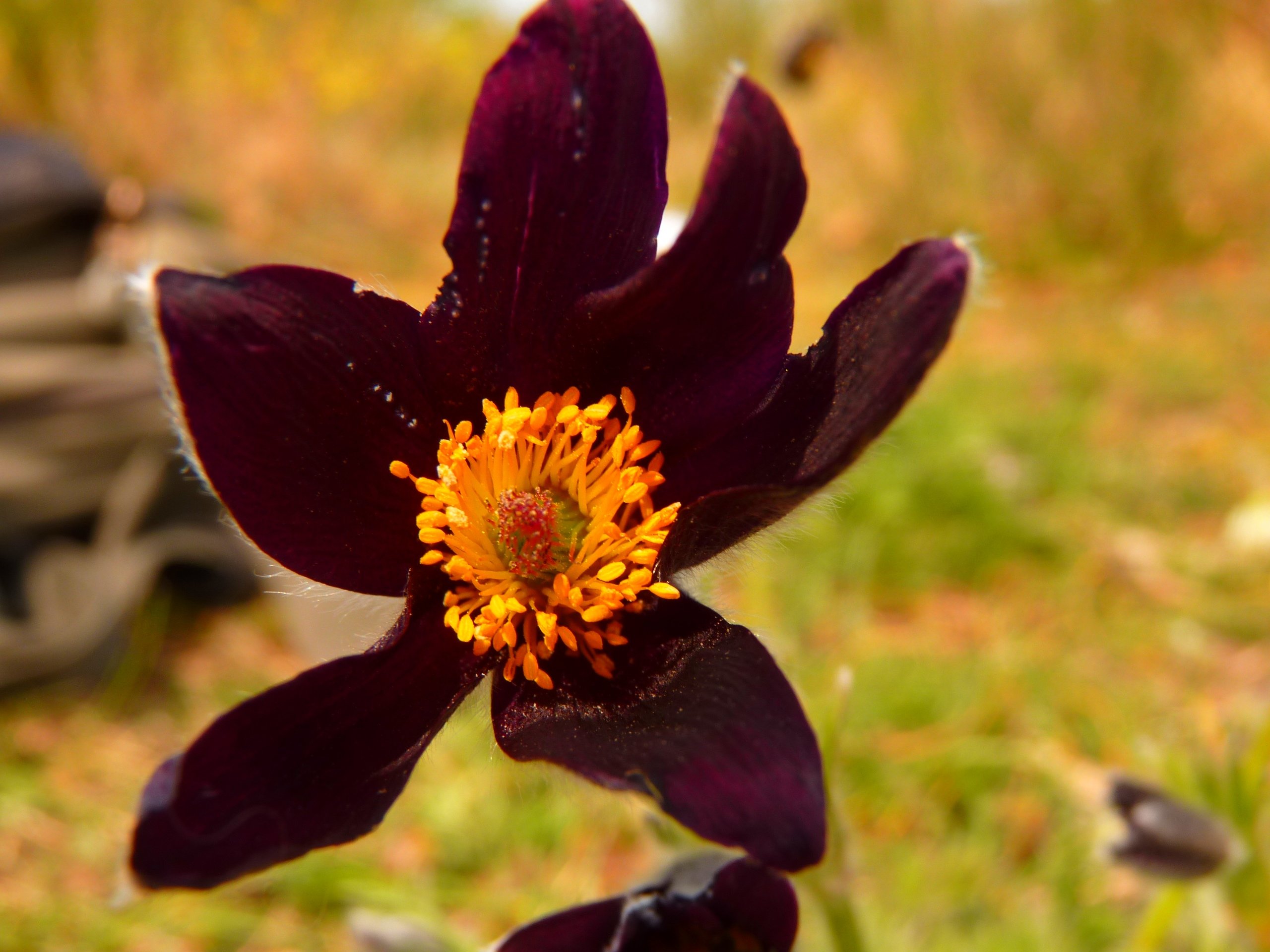 Fonds d'cran Nature Fleurs 