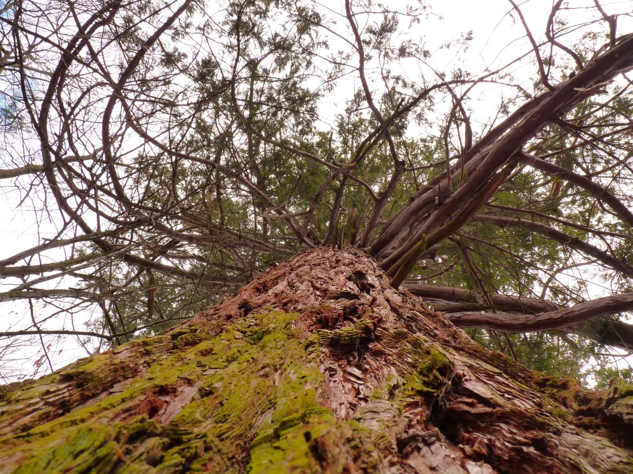 Fonds d'cran Nature Arbres - Forts Scoya vue de l'interieur