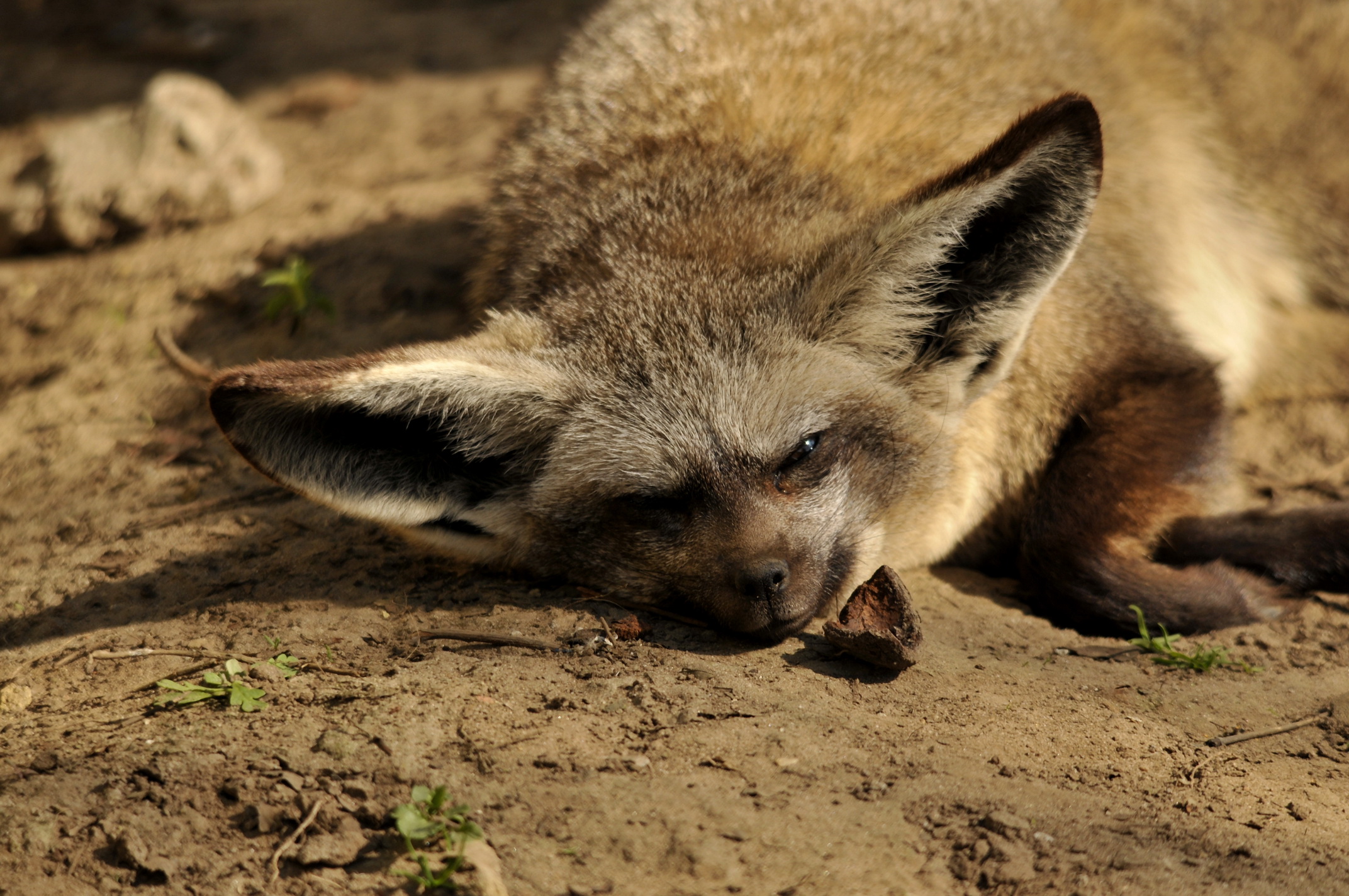 Fonds d'cran Animaux Renards 