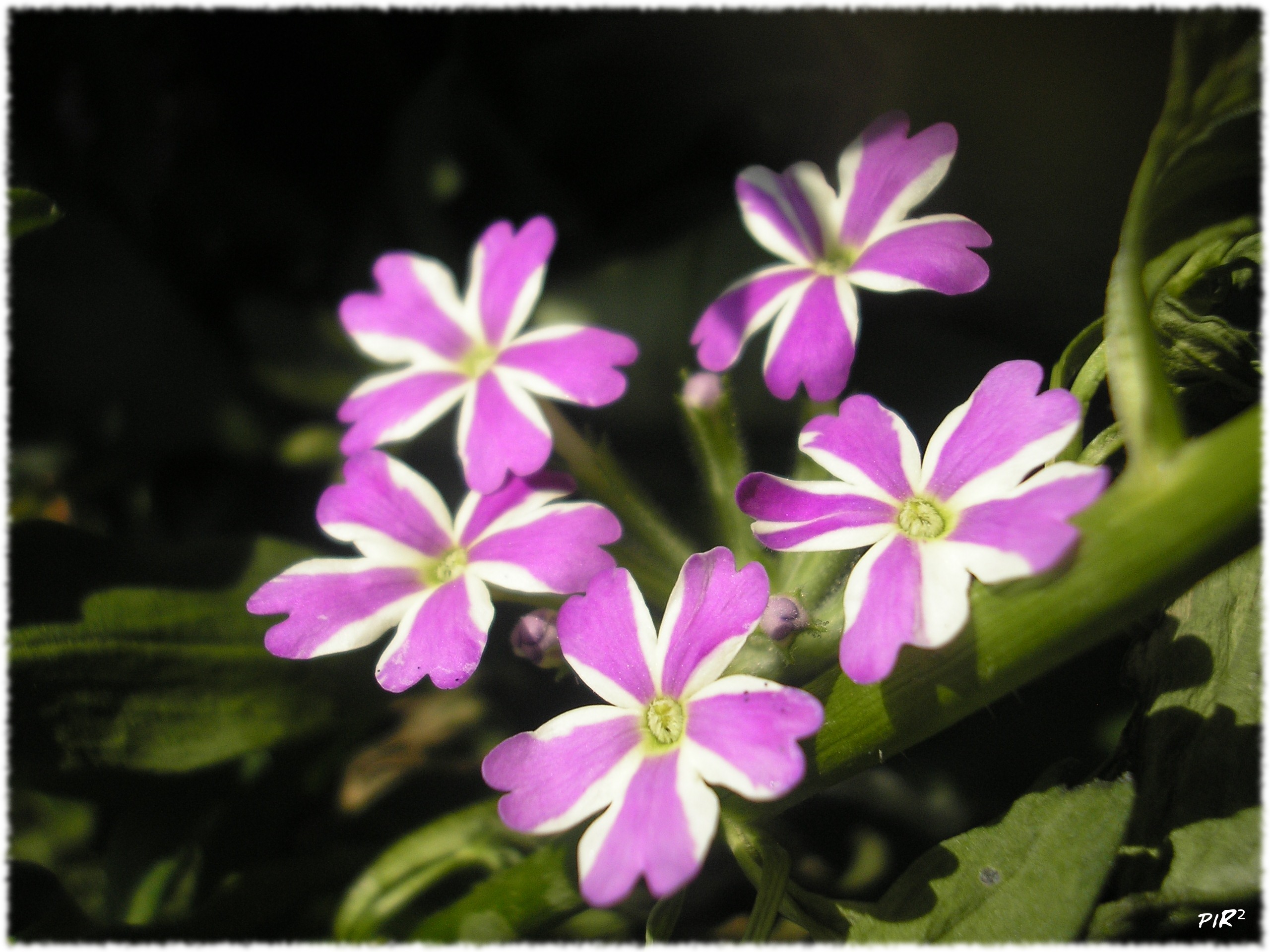 Fonds d'cran Nature Fleurs fleur3