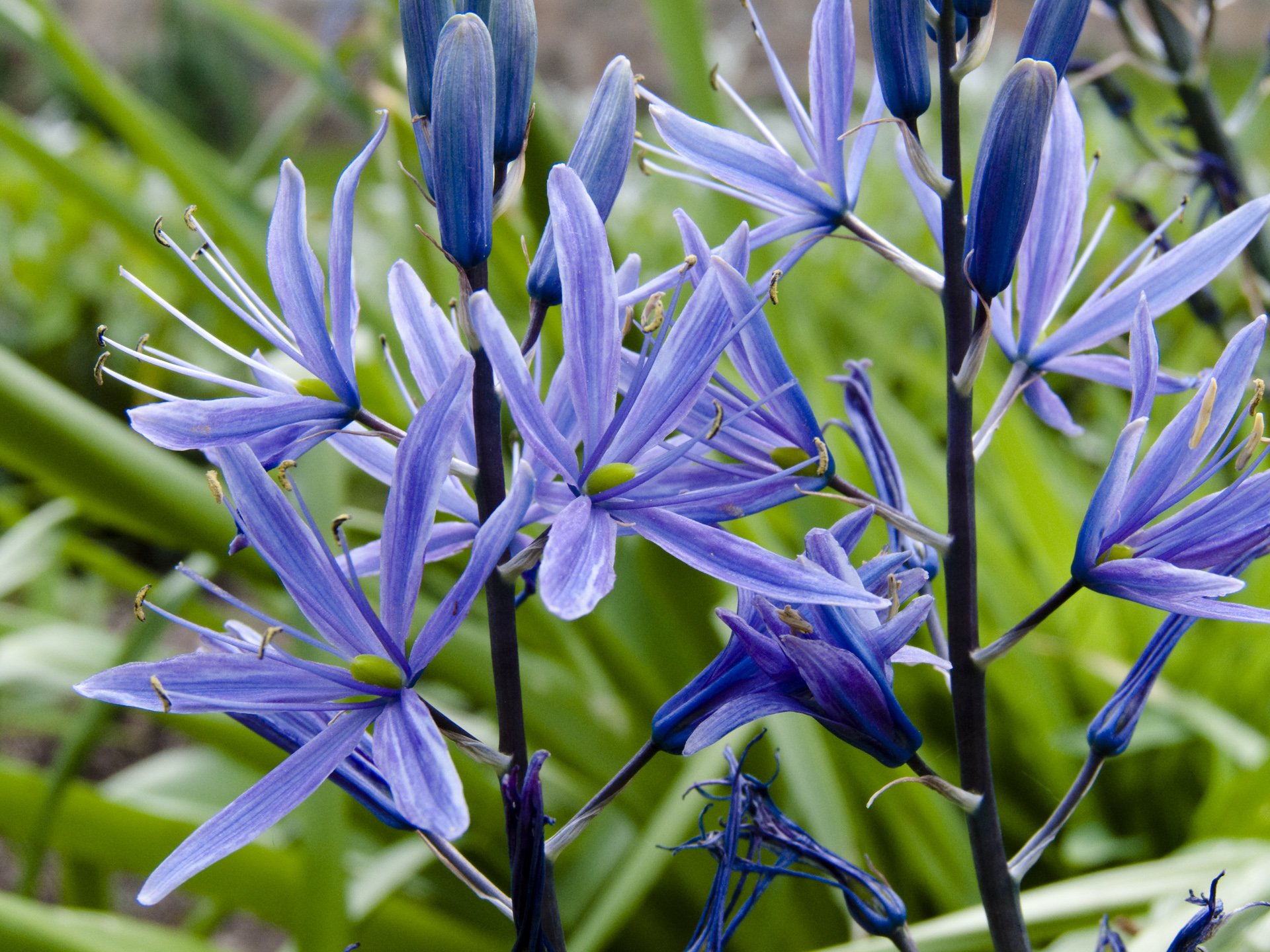 Fonds d'cran Nature Fleurs 