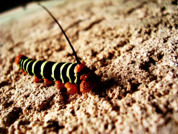 Wallpapers Animals Insects - Caterpillars Wallpaper N261012