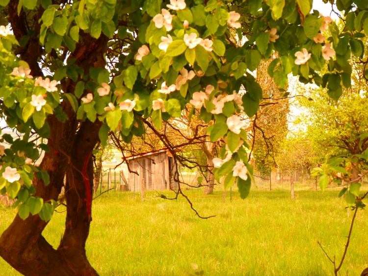 Wallpapers Nature Parks - Gardens La cabane au fond du jardin 