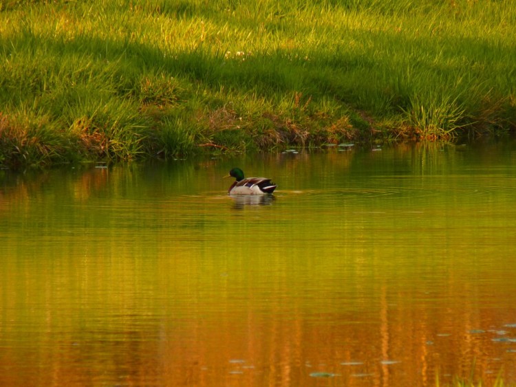 Fonds d'cran Animaux Oiseaux - Canards Jolie non?