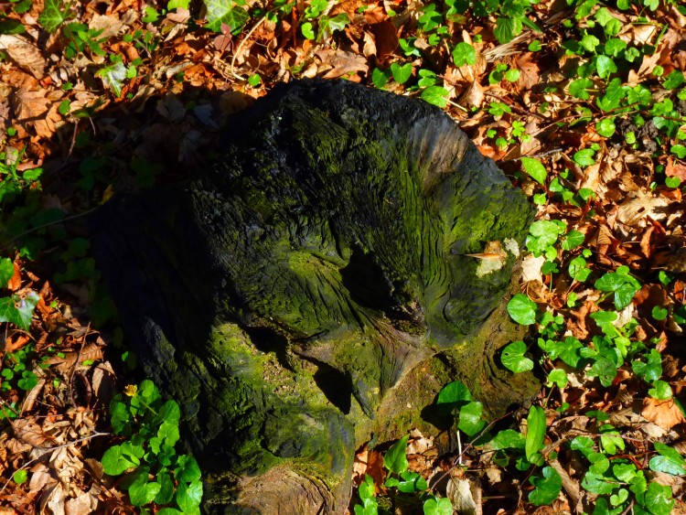 Fonds d'cran Nature Souches - Racines on dirais un visage vue de profil de droite