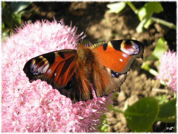 Fonds d'cran Animaux Insectes - Papillons Papillon sur rosre