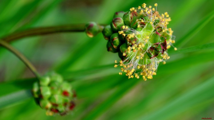 Fonds d'cran Nature Fleurs FLEUR HERBE NATURE