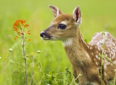 Wallpapers Animals Cerfs