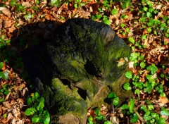 Fonds d'cran Nature on dirais un visage vue de profil de droite