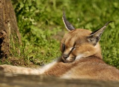 Fonds d'cran Animaux Image sans titre N261025