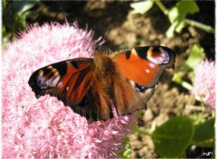 Fonds d'cran Animaux Papillon sur rosre