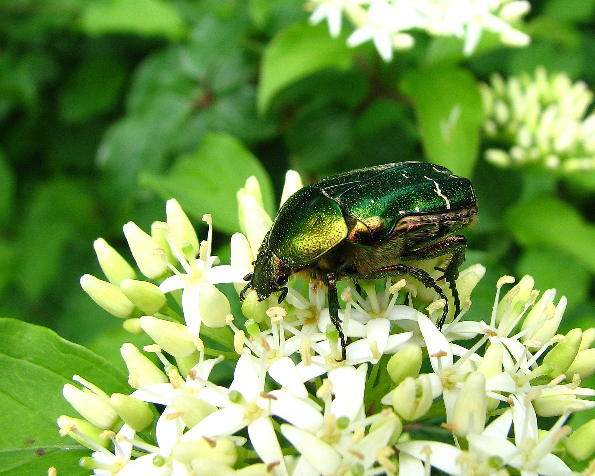 Fonds d'cran Animaux Insectes - Scarabes Scarabe