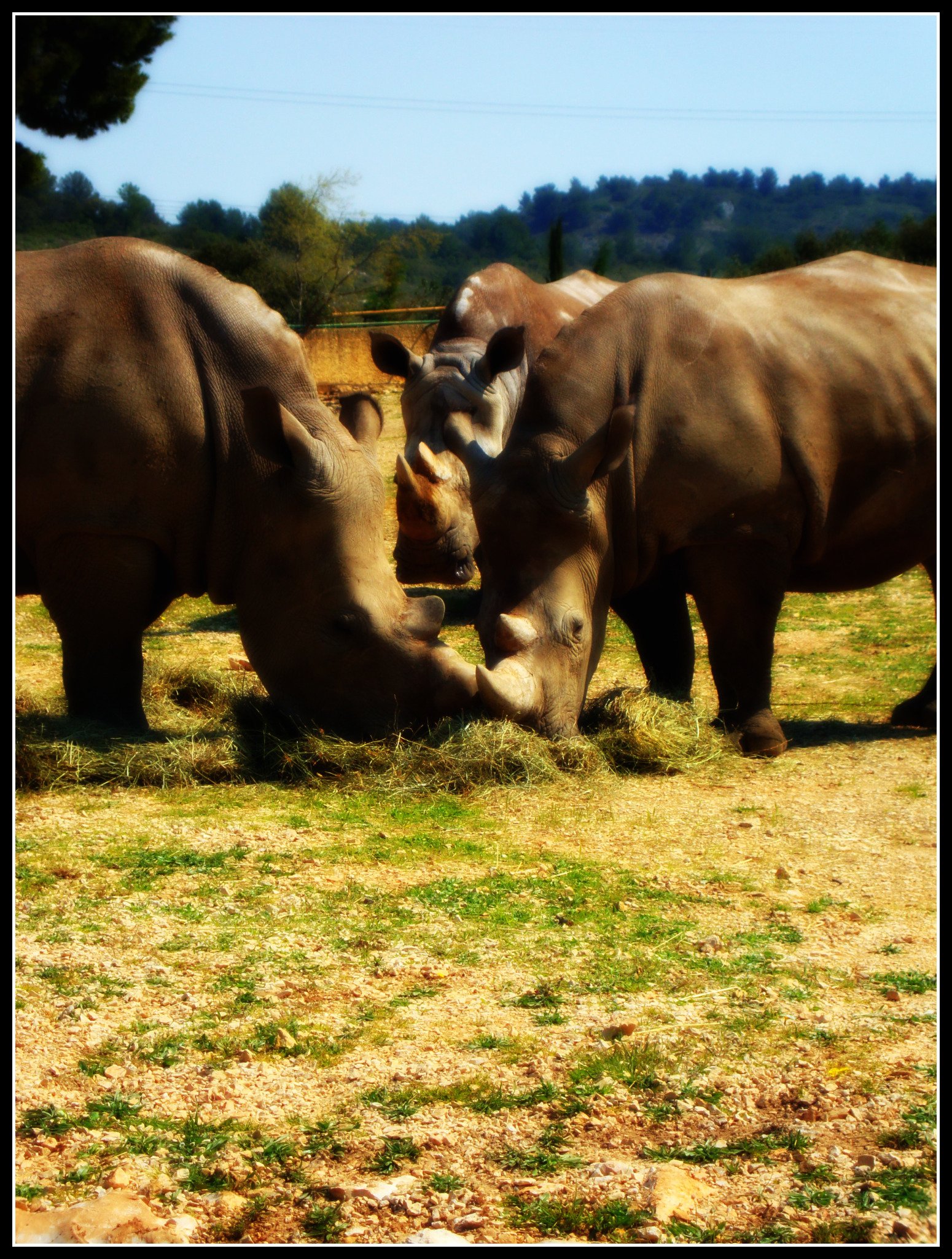 Fonds d'cran Animaux Rhinocros 