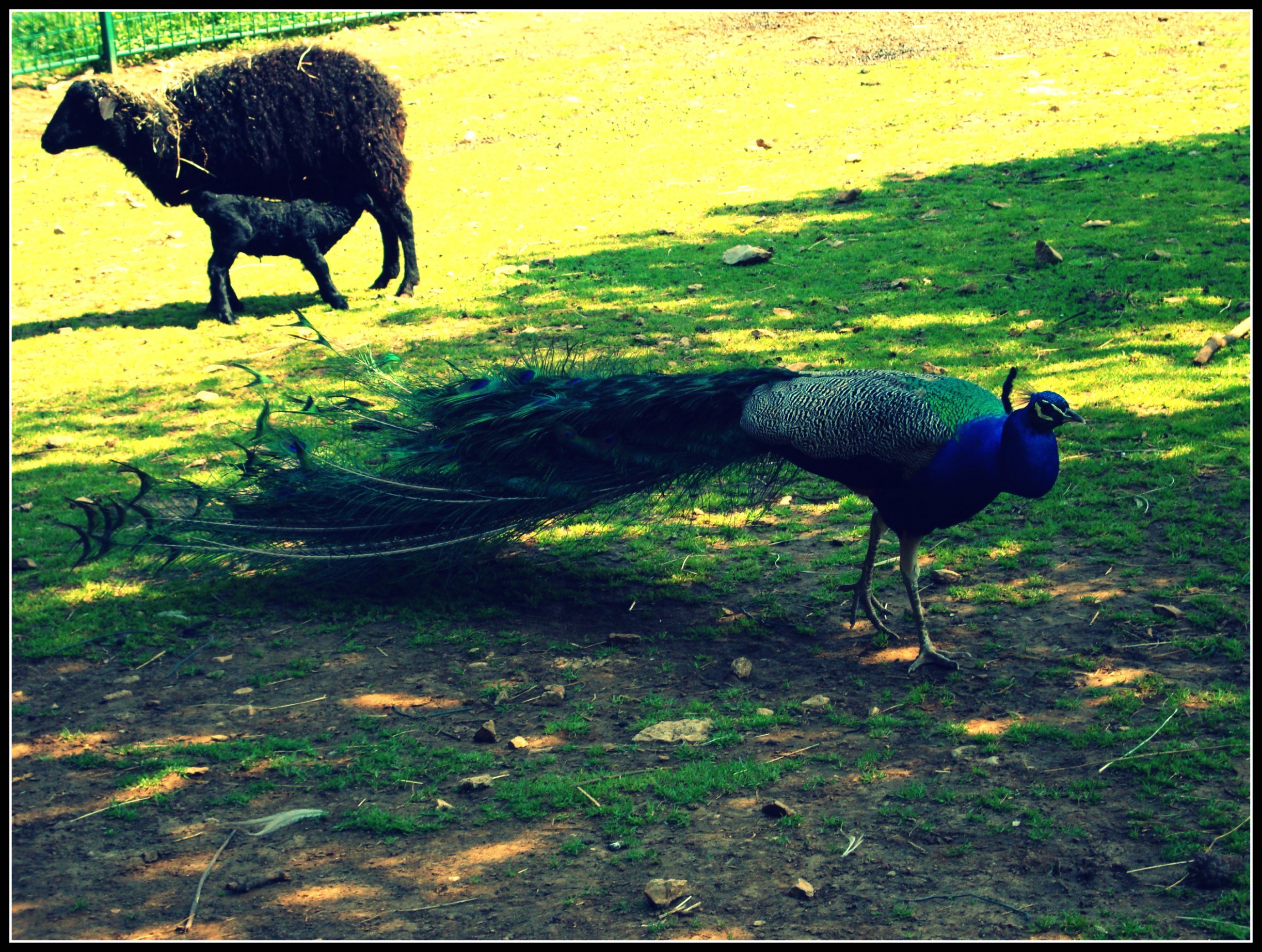 Wallpapers Animals Birds - Peacocks 