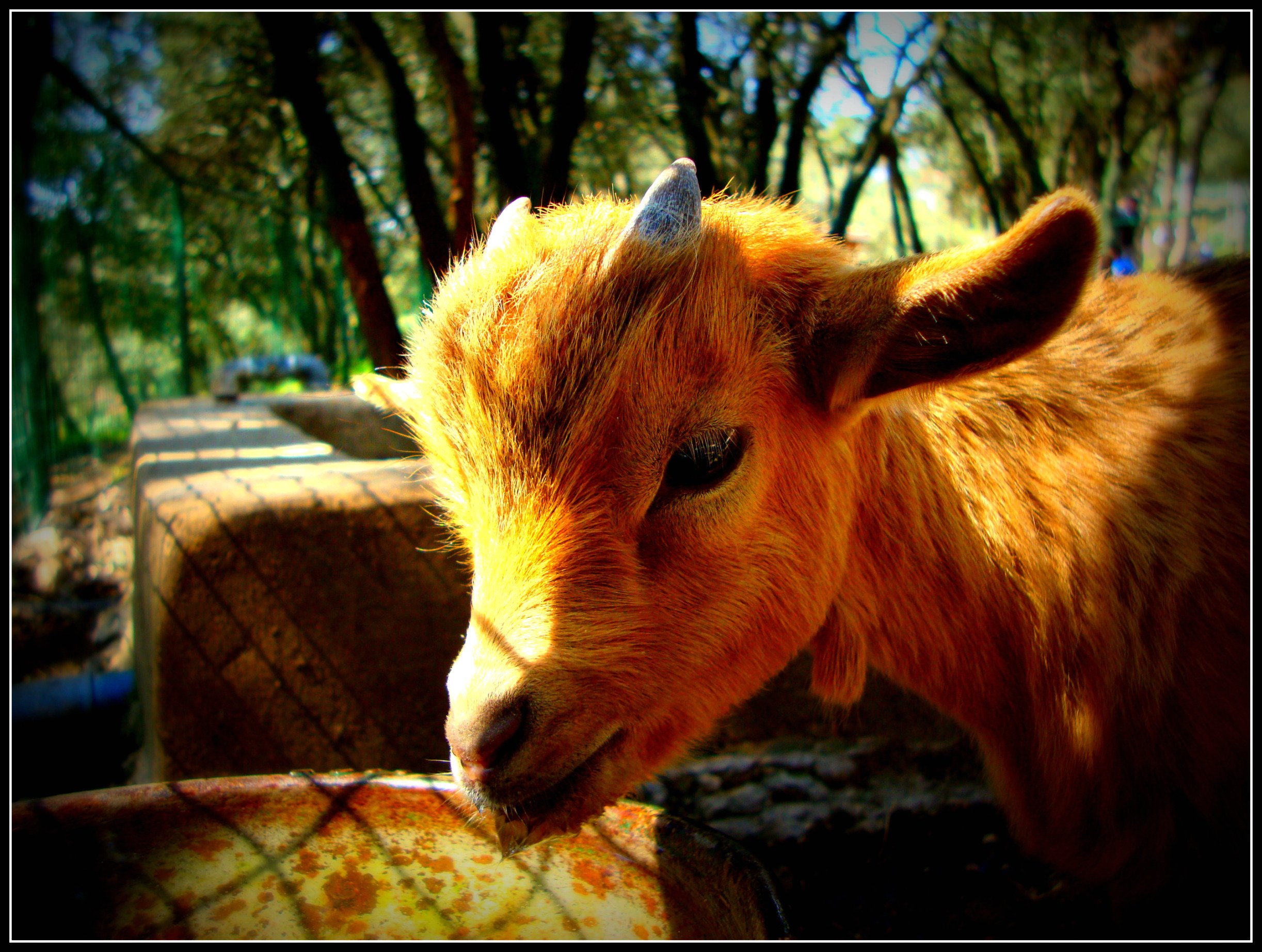 Wallpapers Animals Goats 