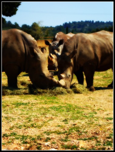 Fonds d'cran Animaux Rhinocros Wallpaper N261111